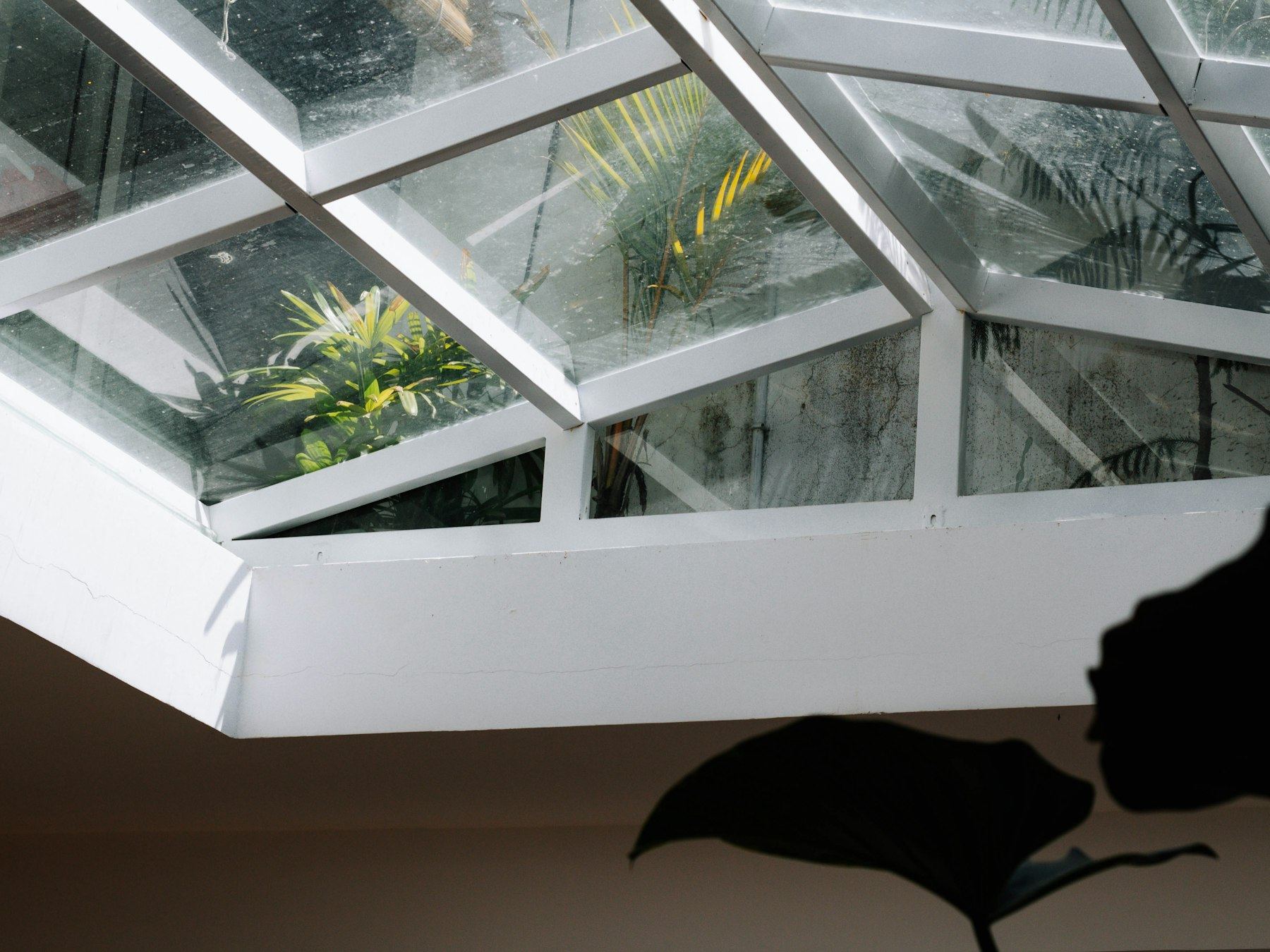 Skylight with a leafy plant silhouette in the foreground.